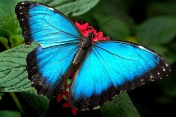 Butterflies Hd Wallpapers For Pc