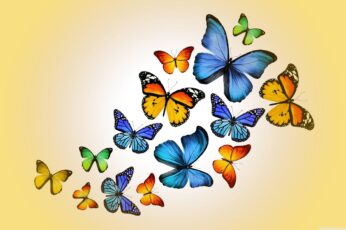 Butterflies Hd Wallpapers Free Download
