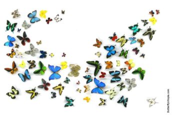 Butterflies Laptop Desktop Wallpaper 4k