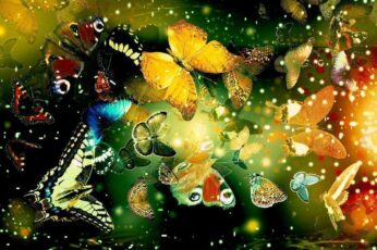 Butterfly Desktop Wallpaper 4k Download
