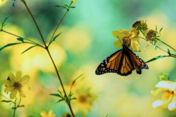 Butterfly Hd Wallpapers For Laptop
