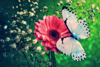 Butterfly Hd Wallpapers For Pc