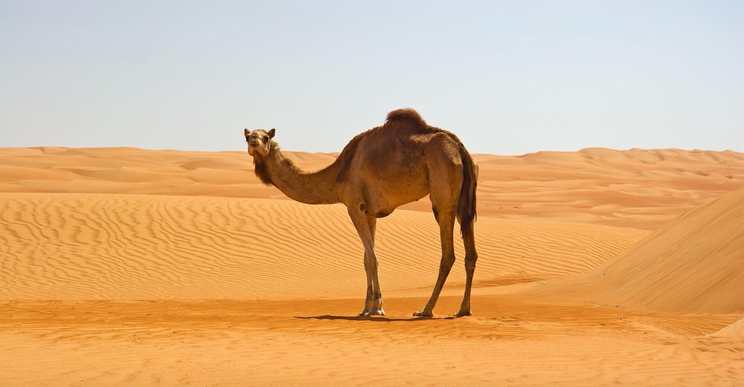 Camel Desktop Wallpaper