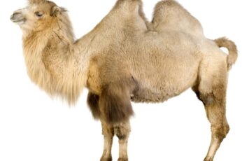 Camel Download Best Hd Wallpaper