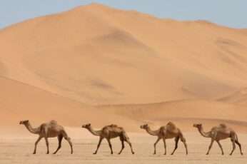Camel Free 4K Wallpapers