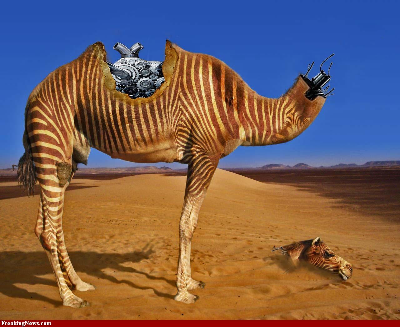 Camel Hd Wallpapers For Laptop