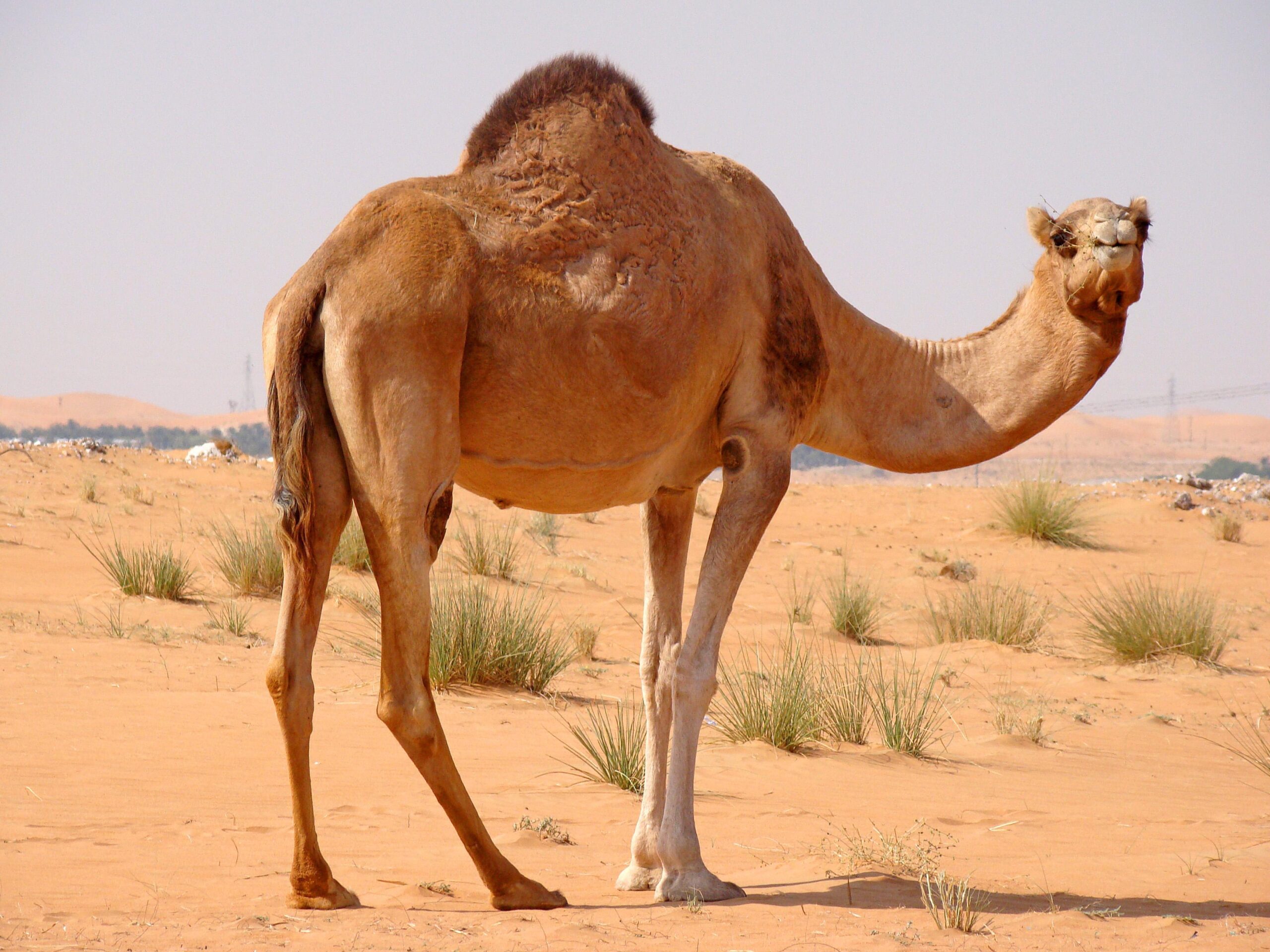 Camel Hd Wallpapers For Pc