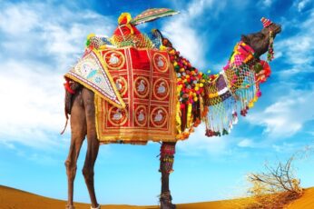 Camel High Resolution Desktop Wallpaper