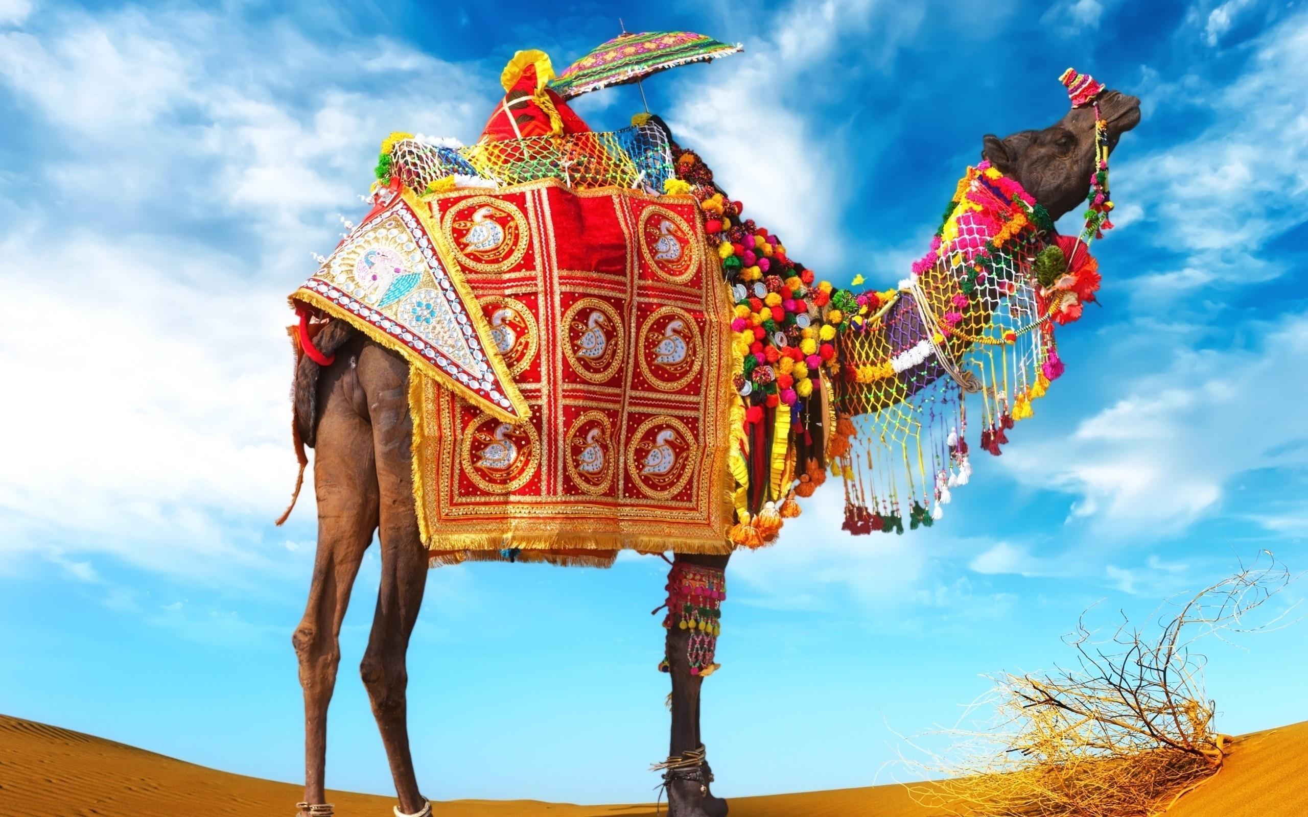Camel High Resolution Desktop Wallpaper, Camel, Animal