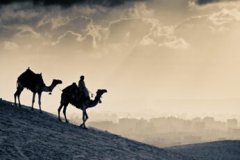 Camels 1080p Wallpaper