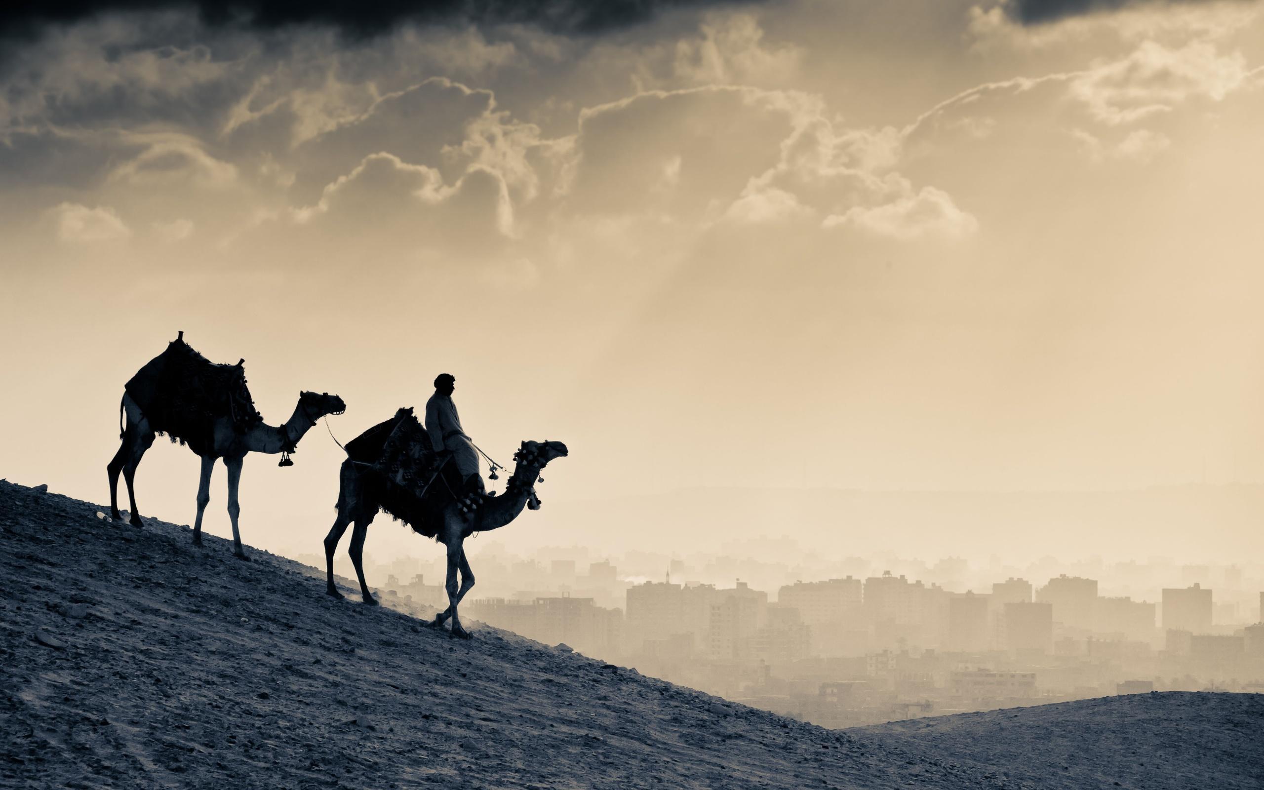 Camels 1080p Wallpaper, Camels, Animal