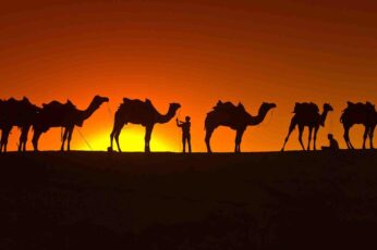 Camels Desktop Wallpaper