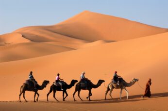 Camels Desktop Wallpaper Full Screen