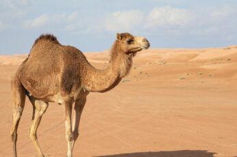 Camels Hd Wallpaper 4k For Pc