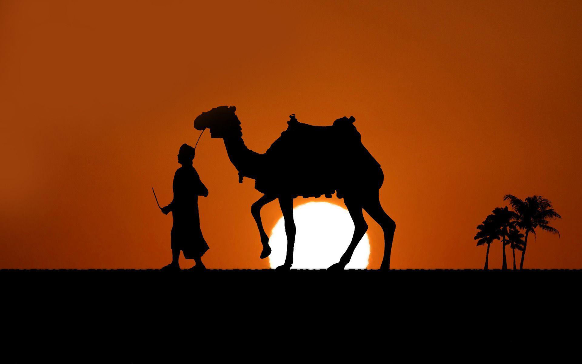 Camels Hd Wallpapers For Pc, Camels, Animal