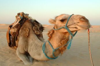 Camels Wallpaper Iphone