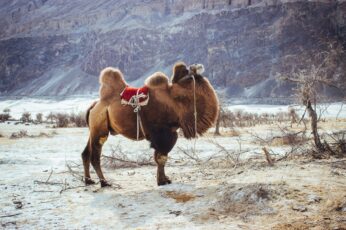 Camels Wallpaper Photo