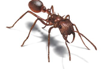 Carpenter Ant 1080p Wallpaper