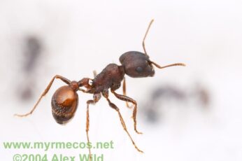 Carpenter Ant Full Hd Wallpaper 4k