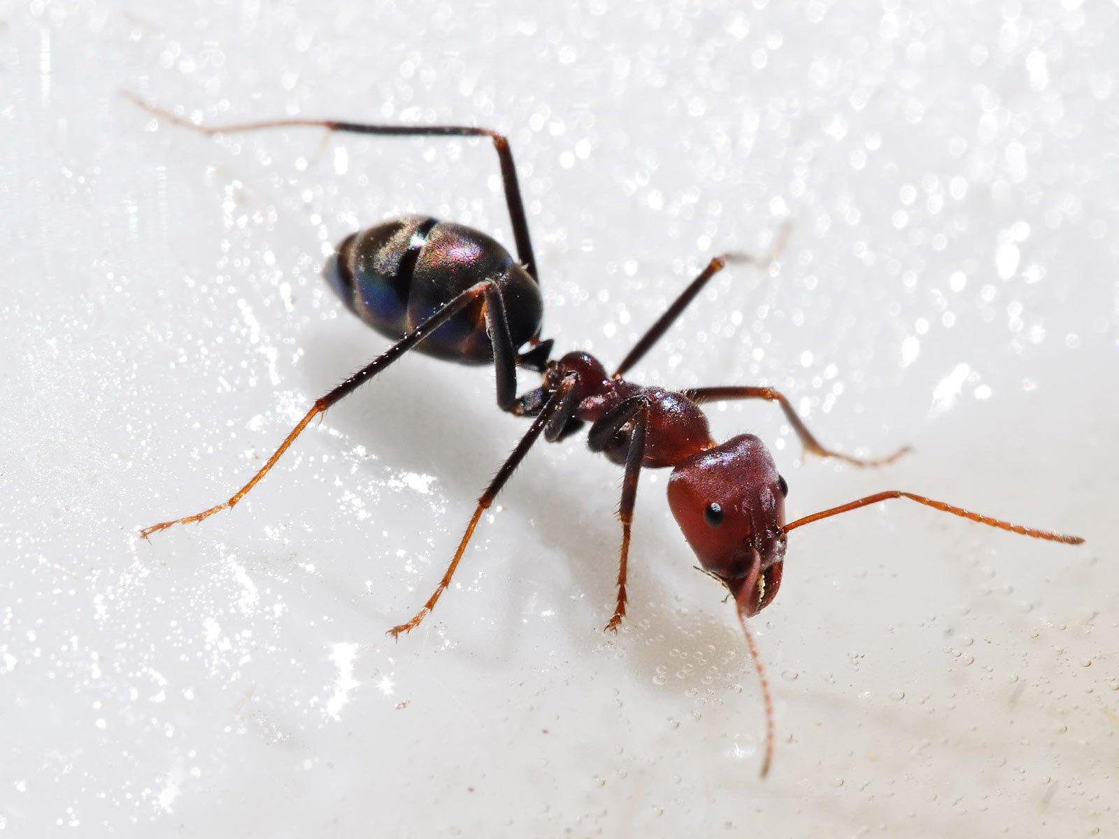 Carpenter Ant Hd Wallpapers For Pc