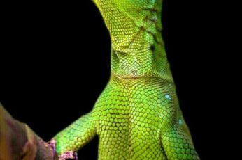 Casquehead Lizard 1080p Wallpaper