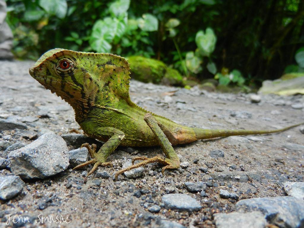 Casquehead Lizard Hd Wallpapers For Pc, Camels, Animal