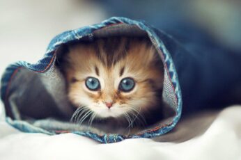 Cats Hd Wallpapers For Laptop