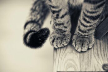 Cats Hd Wallpapers Free Download