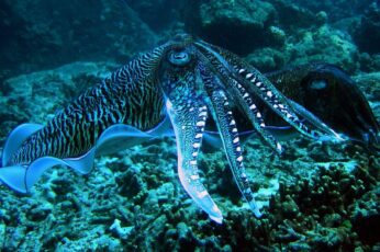 Cephalopod 1080p Wallpaper