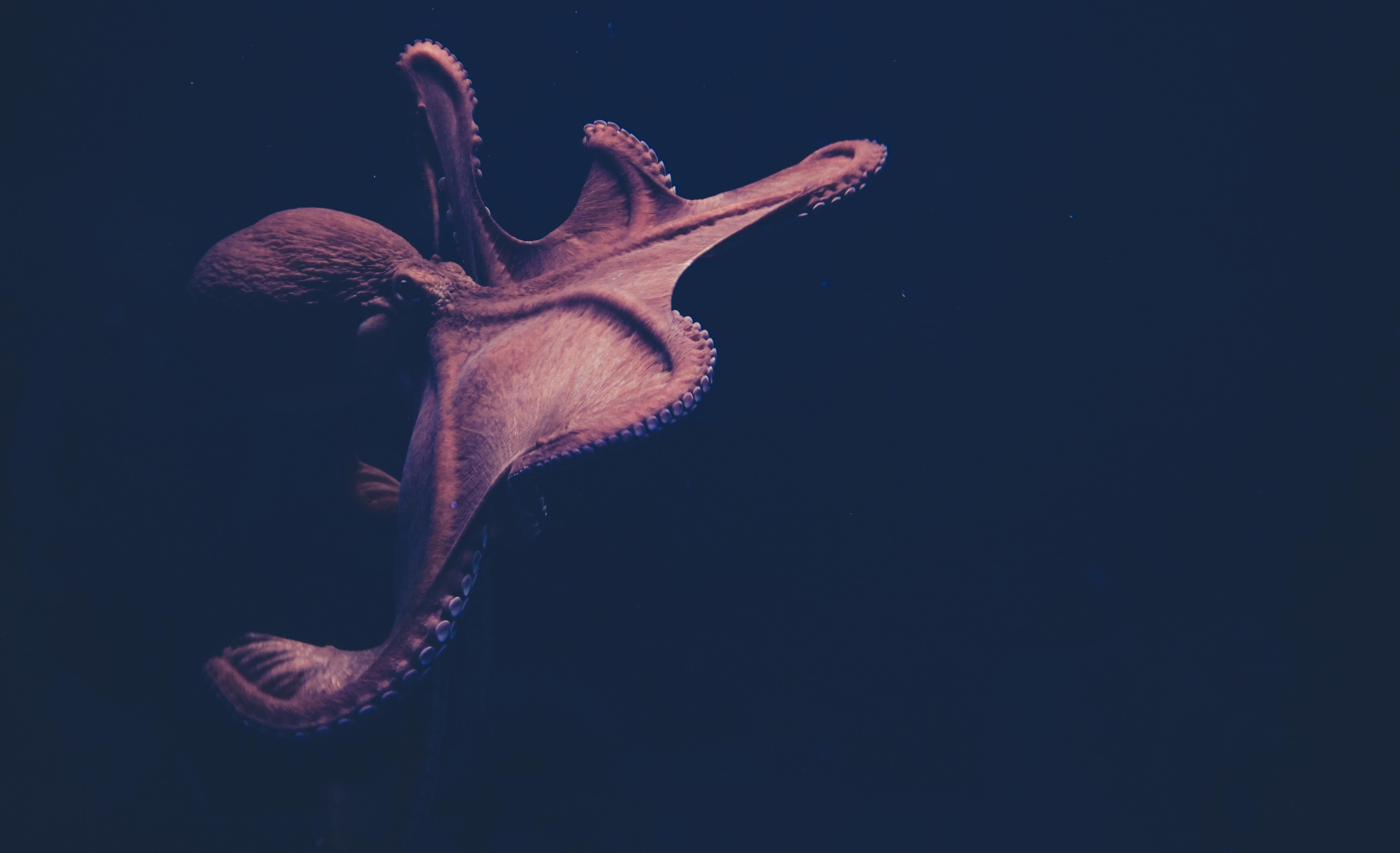 Cephalopod Desktop Wallpaper Full Screen, Cephalopod, Animal