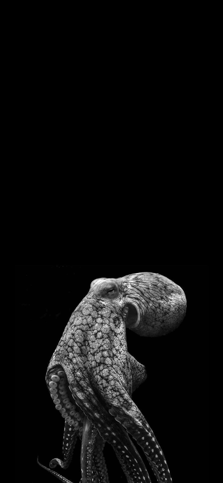 Cephalopod Desktop Wallpaper Hd, Cephalopod, Animal