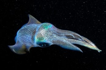 Cephalopod Hd Wallpapers For Pc