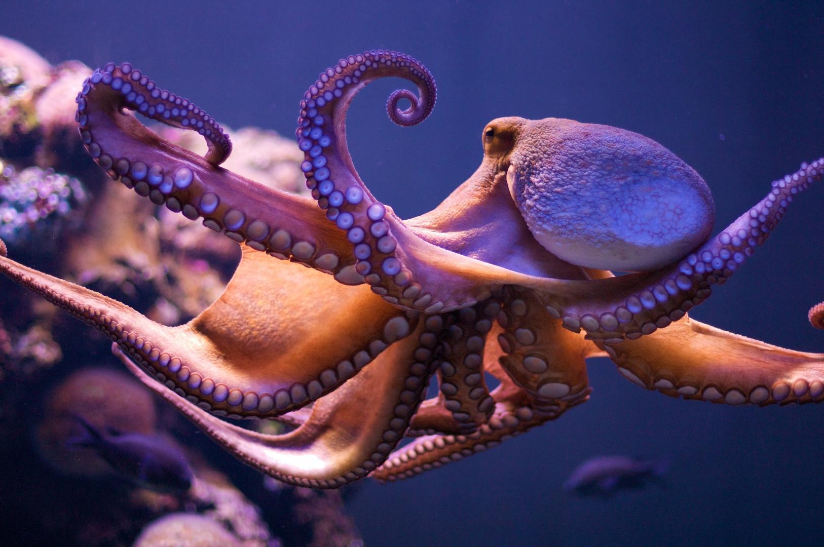 Cephalopod High Resolution Desktop Wallpaper, Cephalopod, Animal