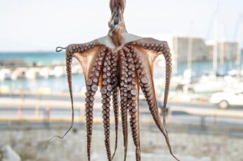 Cephalopod Wallpaper Download