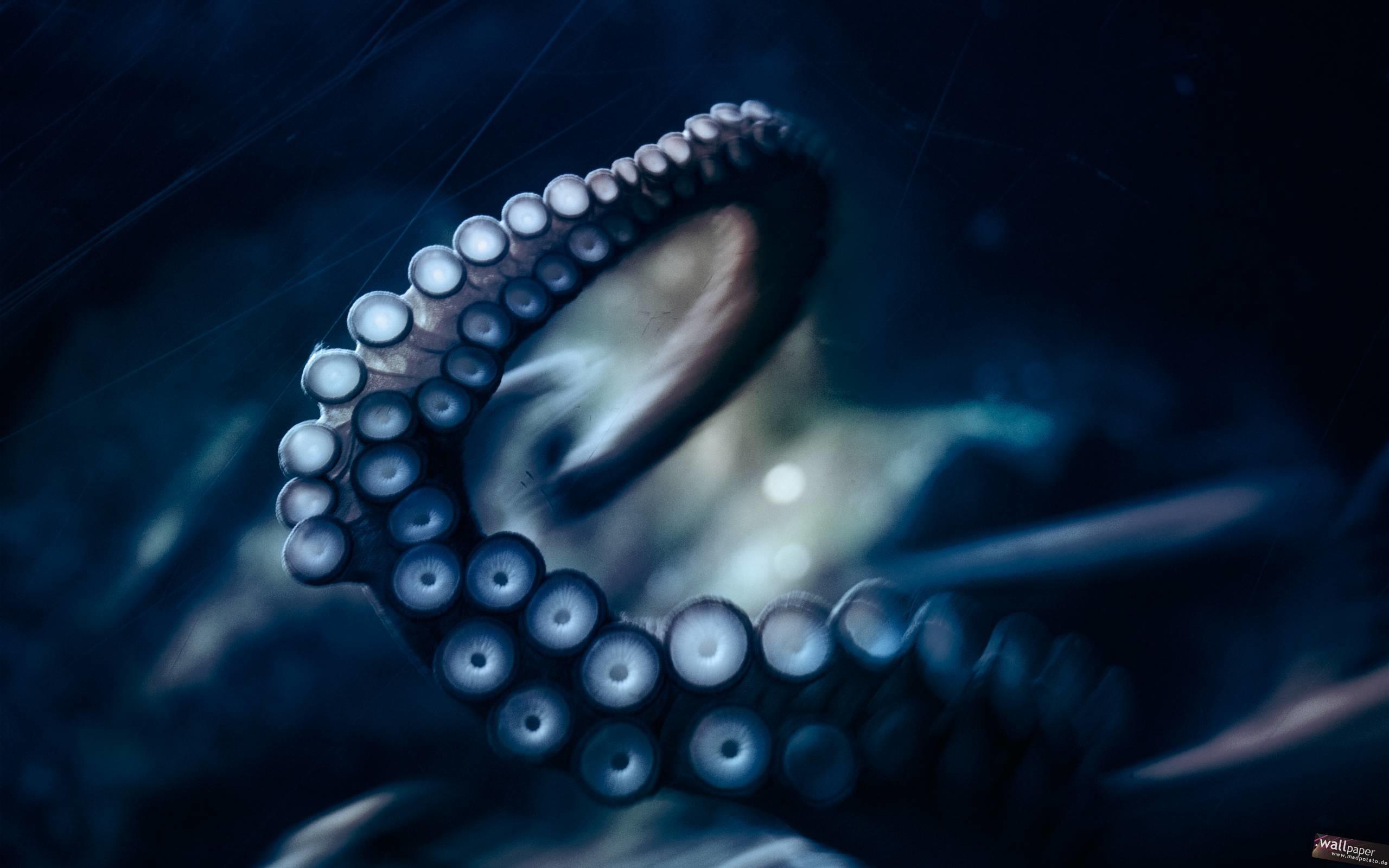 Cephalopod Wallpaper For Ipad, Cephalopod, Animal