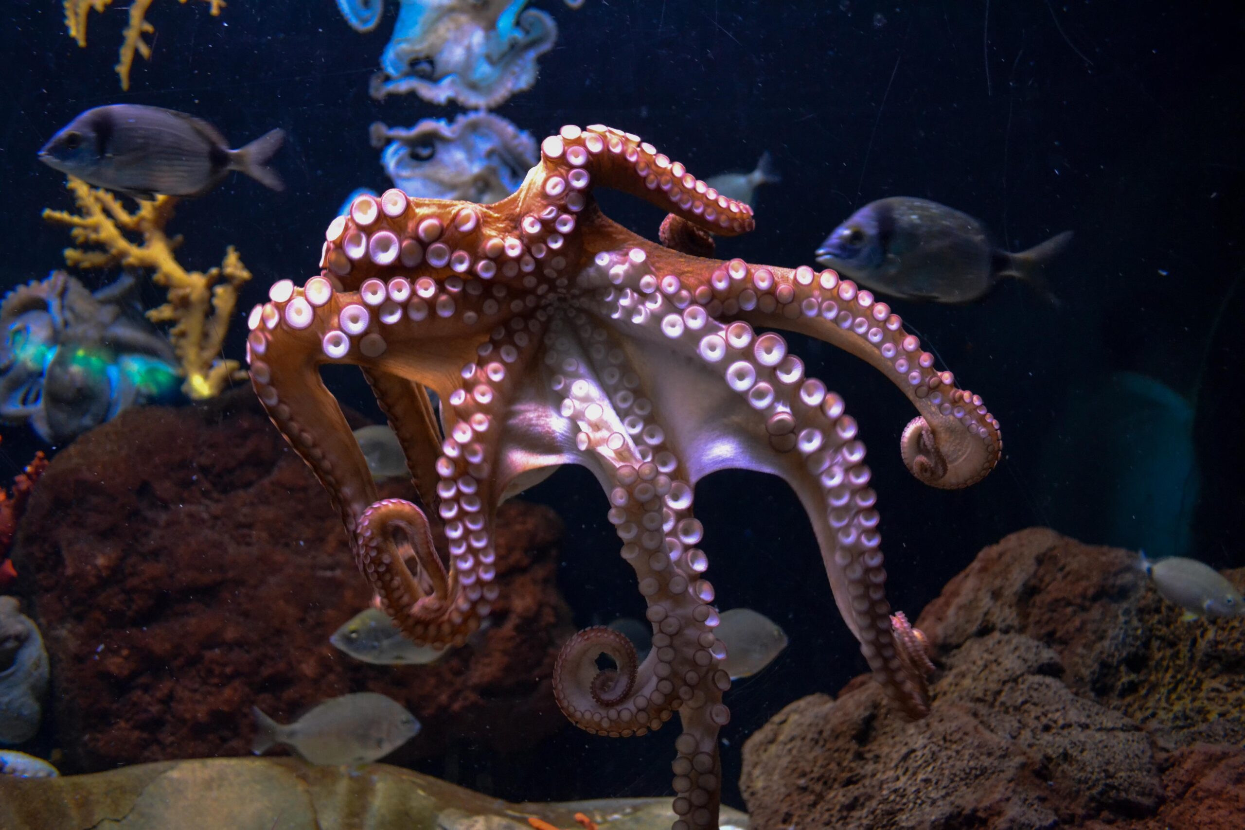 Cephalopod Wallpaper For Pc, Cephalopod, Animal
