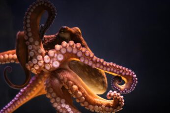 Cephalopod Wallpaper Photo