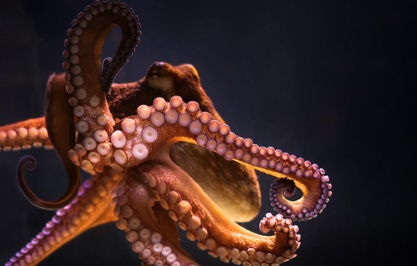 Cephalopod Wallpaper Photo