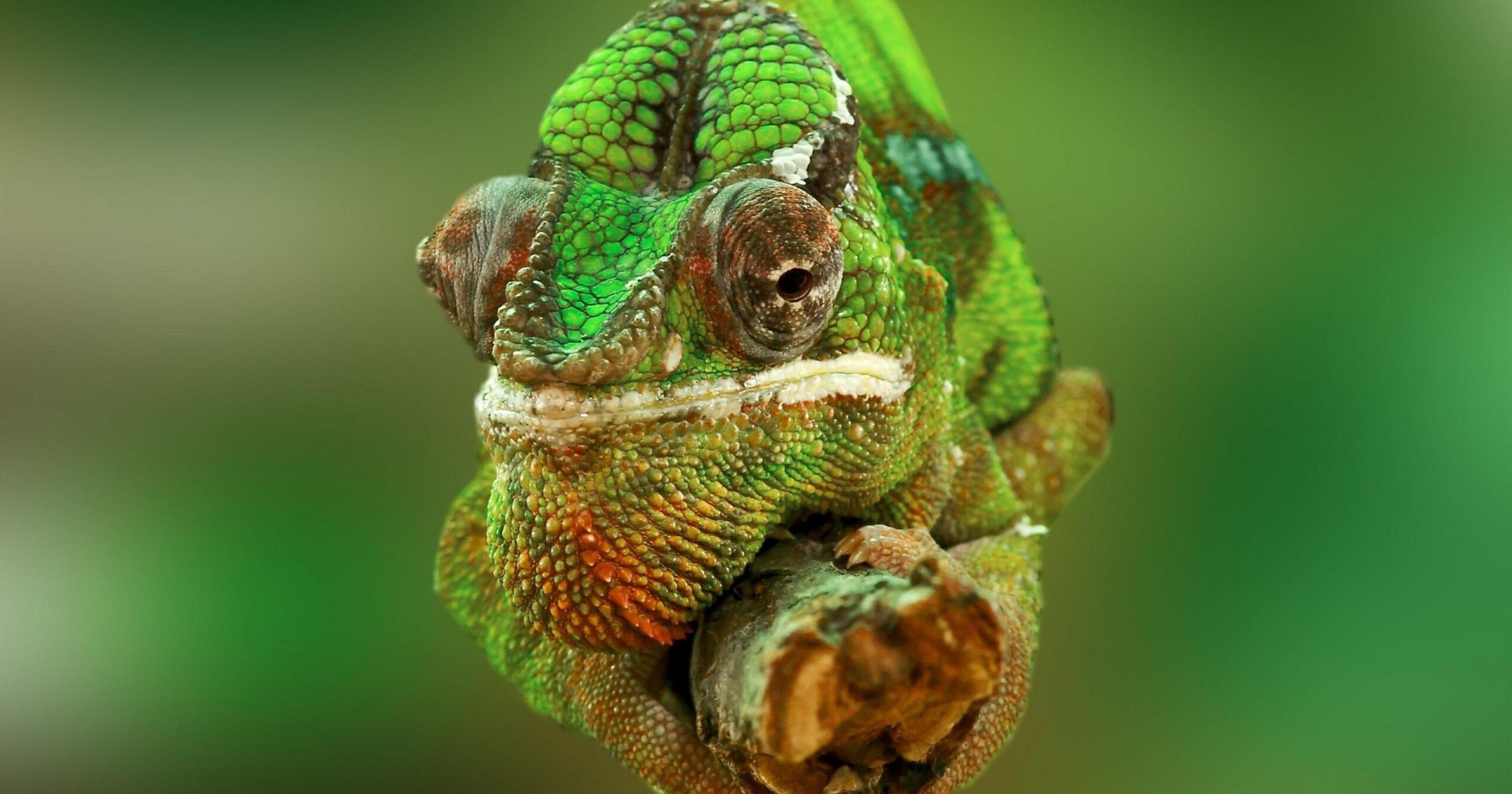 Chameleon Desktop Hd Wallpaper 4k