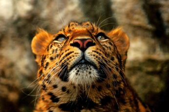 Cheetah 1080p Wallpaper