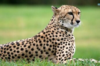 Cheetah Desktop Wallpaper 4k