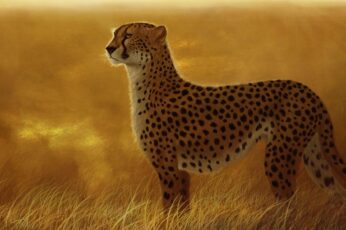 Cheetah Desktop Wallpaper 4k Download