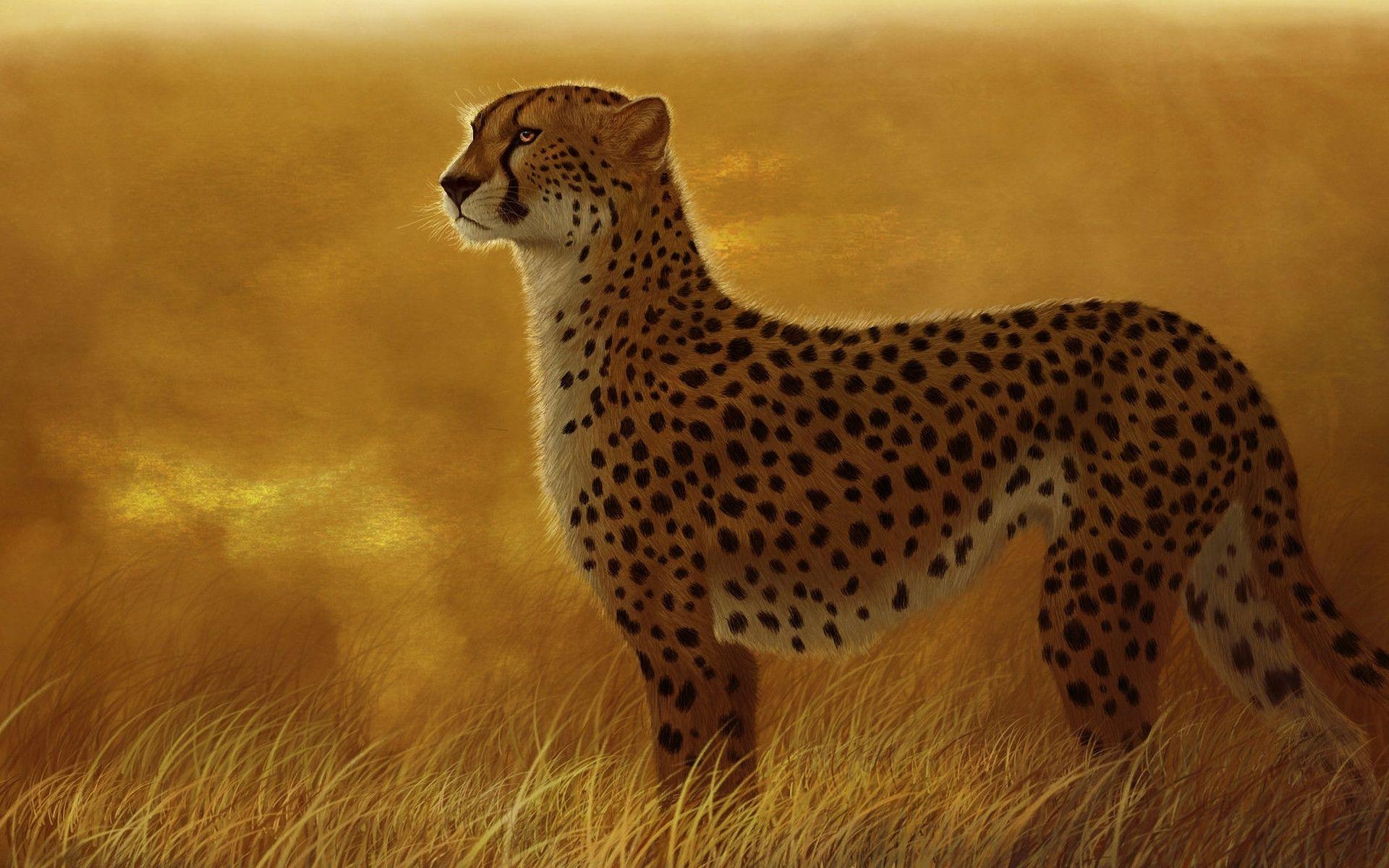 Cheetah Desktop Wallpaper 4k Download, Cheetah, Animal