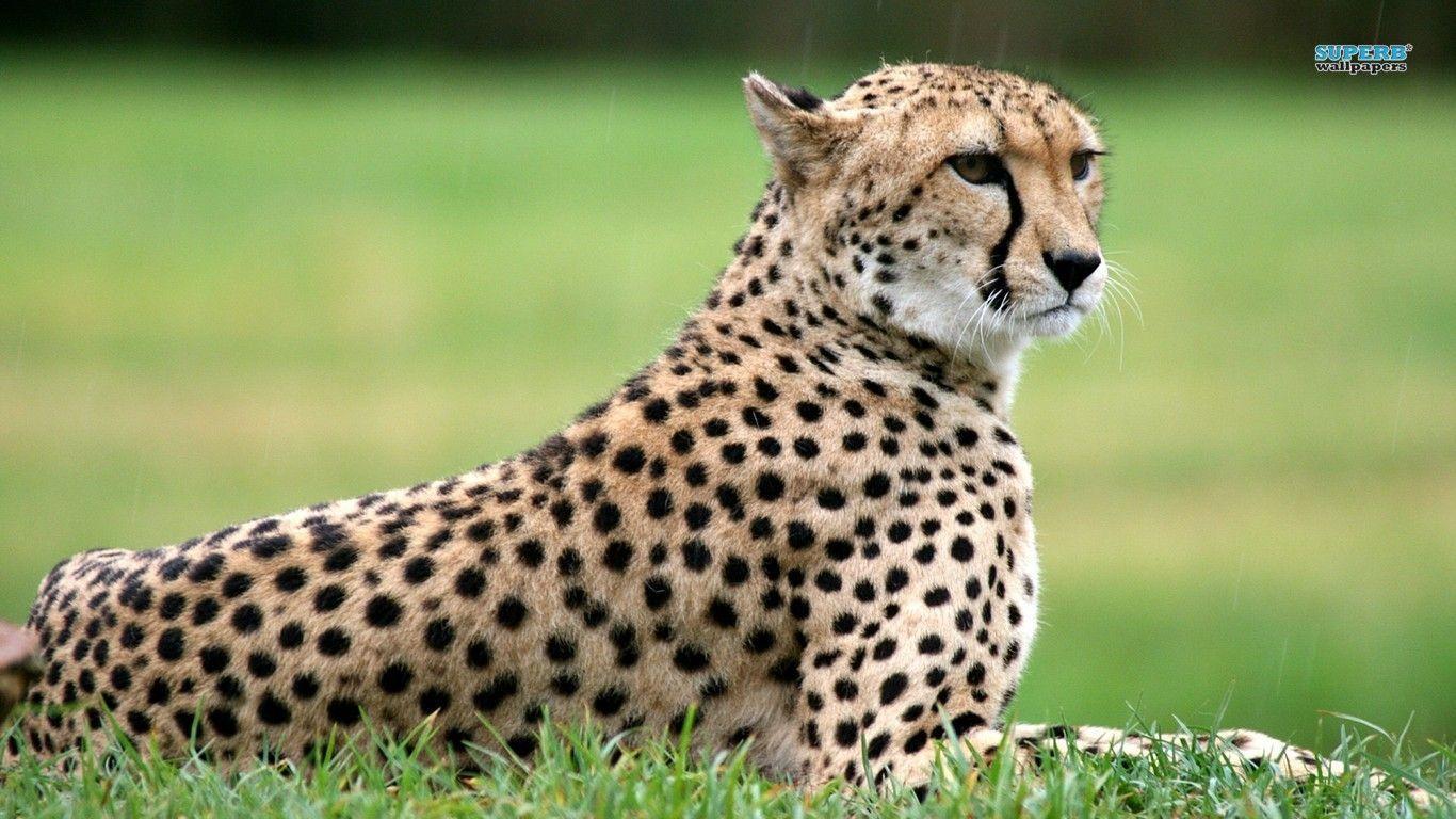Cheetah Desktop Wallpaper 4k, Cheetah, Animal