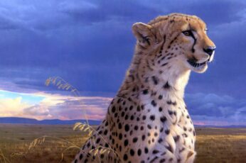 Cheetah Desktop Wallpaper Hd