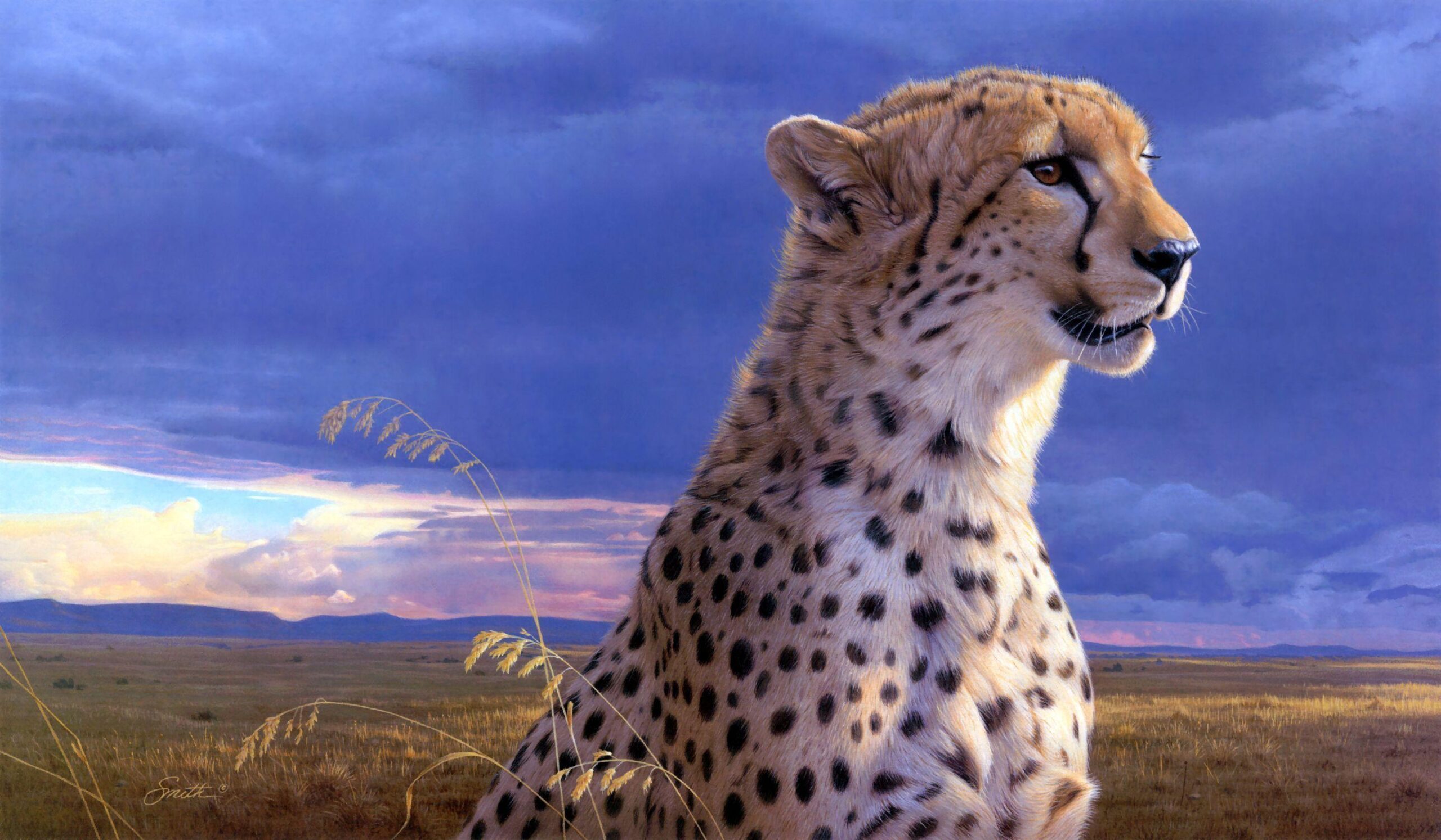 Cheetah Desktop Wallpaper Hd - Wallpaperforu