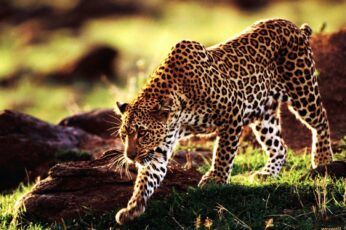 Cheetah Download Best Hd Wallpaper