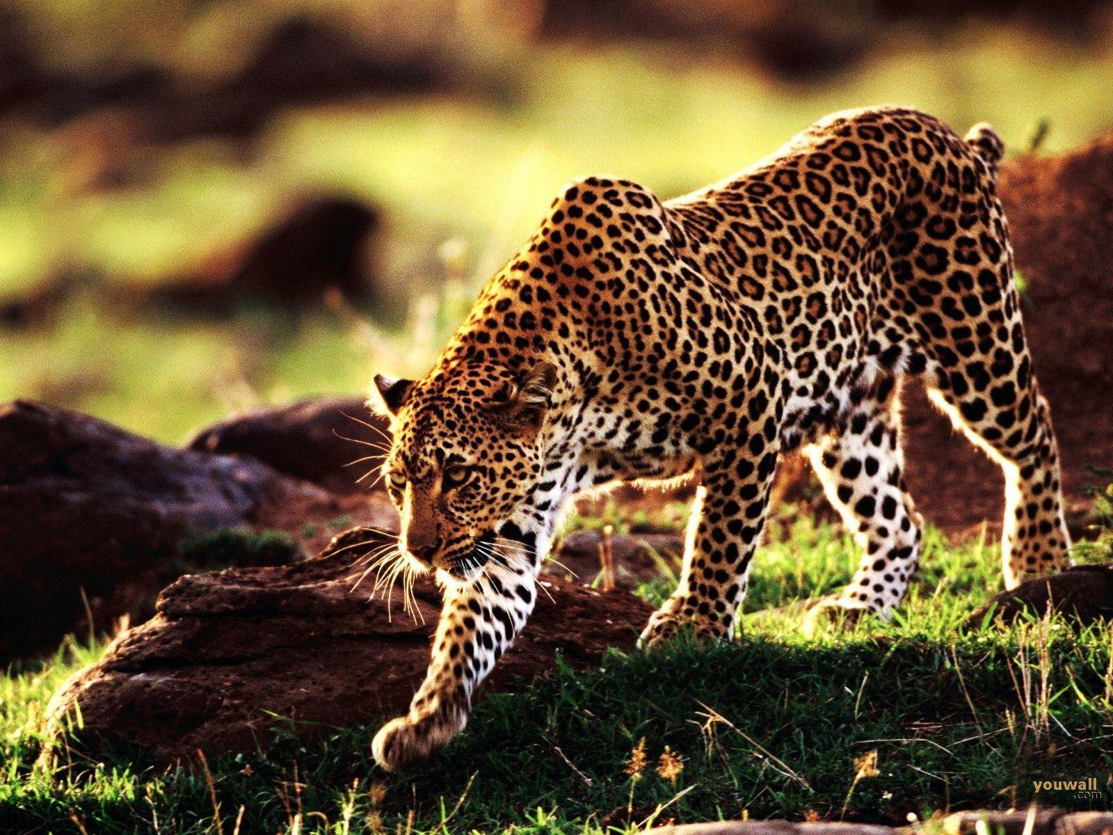 Cheetah Download Best Hd Wallpaper, Cheetah, Animal