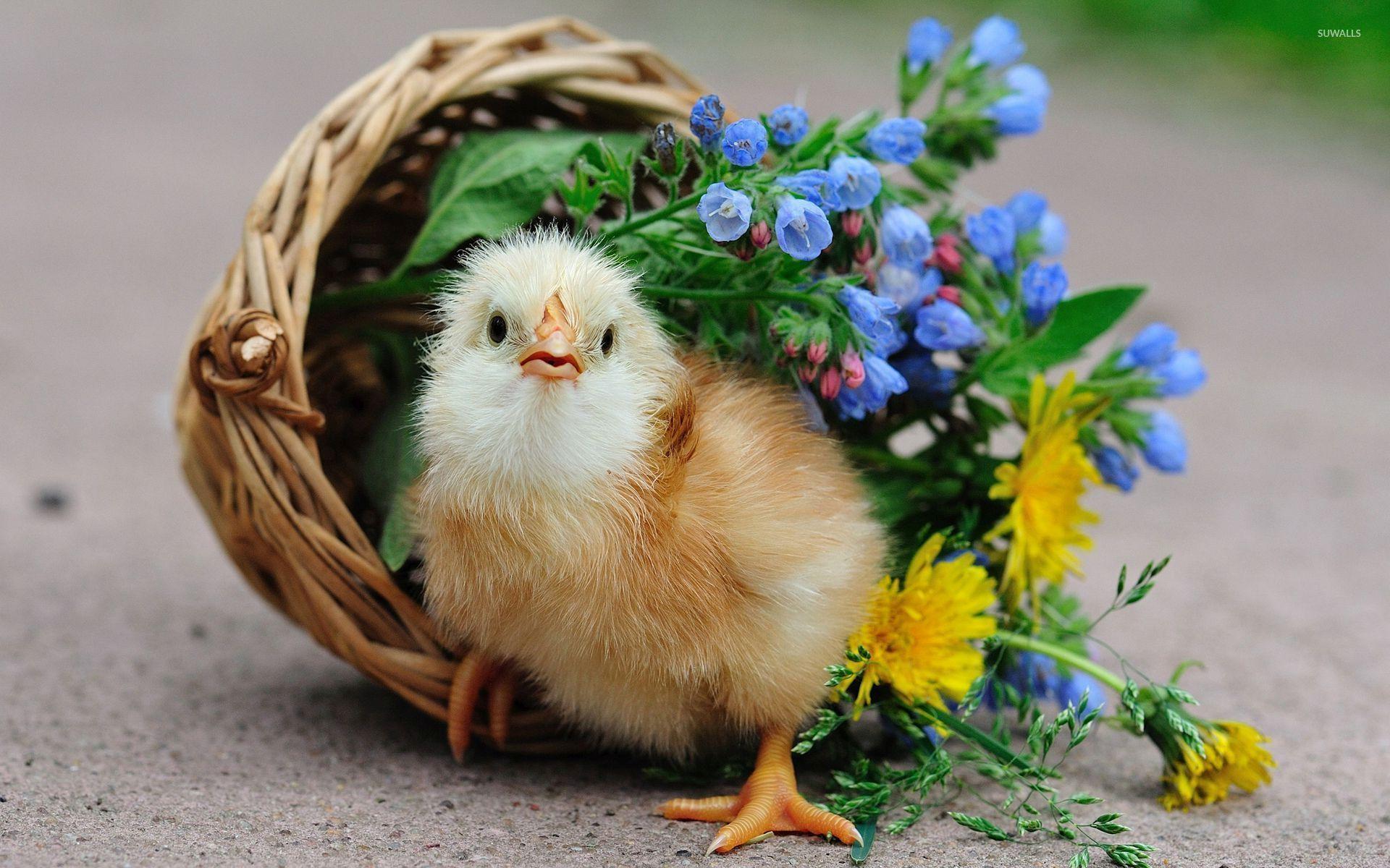 Chick 4K Ultra Hd Wallpapers, Chick, Animal