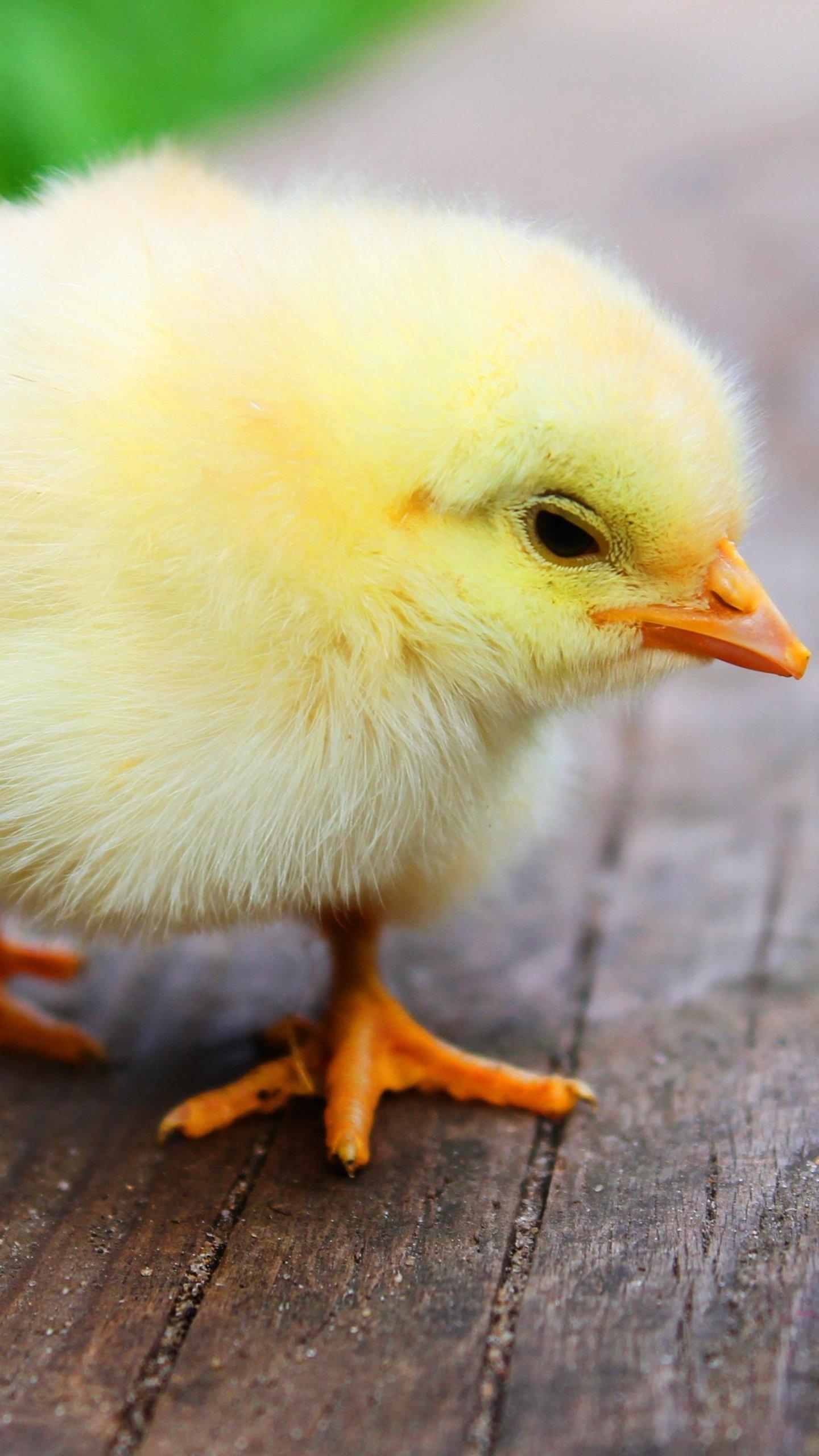 Chick Hd Wallpaper 4k For Pc, Chick, Animal